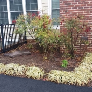 Weed control in Annapolis