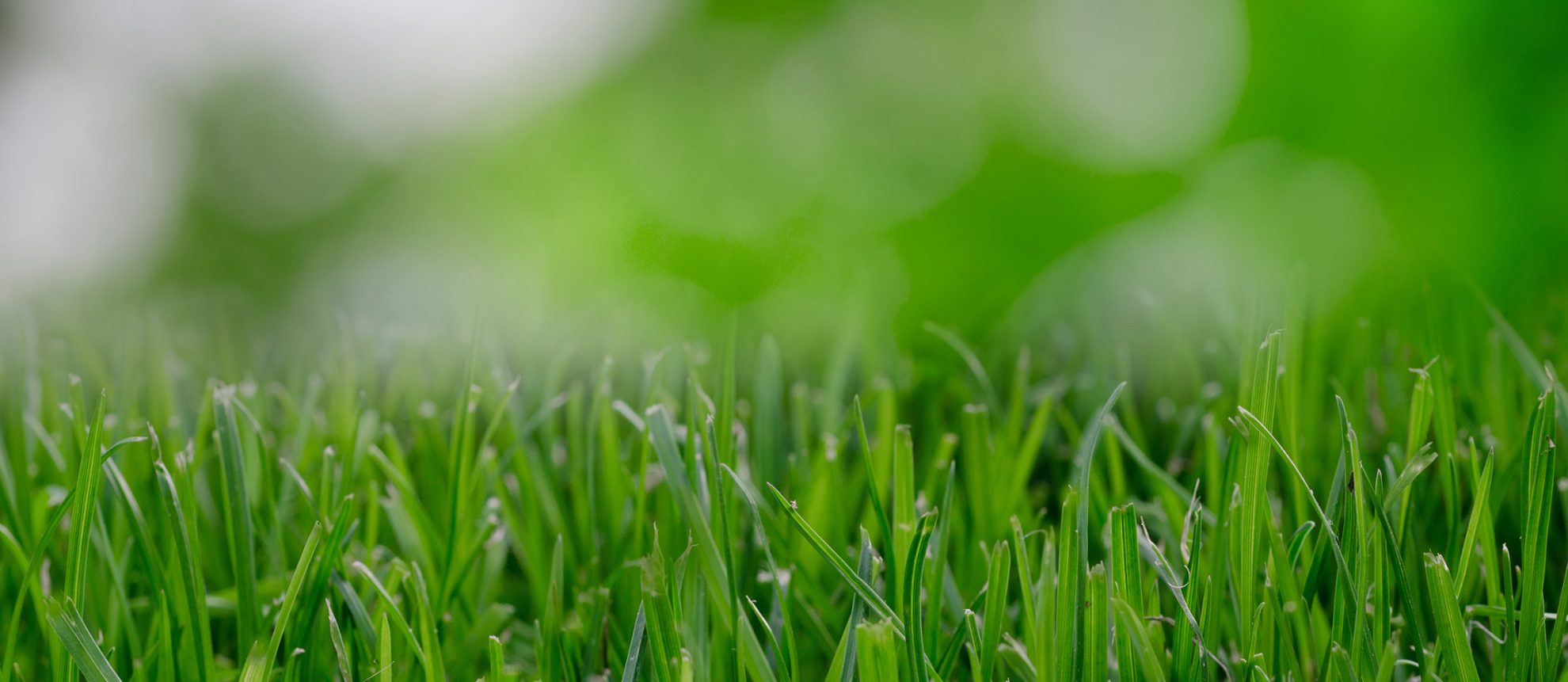 Grass Cutting Services Annapolis Landscaping