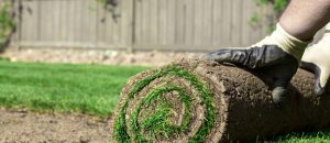 Sod Services in Annapolis Landscaping
