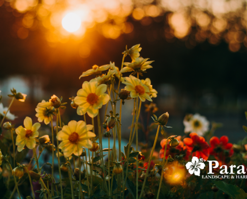 Landscape Design in Annapolis
